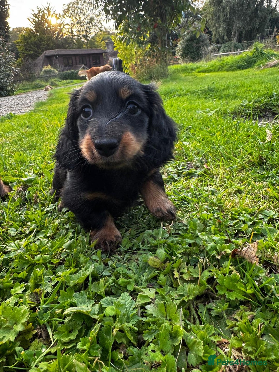 Miniature Dachshund dogs for sale: Miniature long-haired dachshund  - Image 2