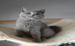 British Shorthair cats for sale: GCCF reg kittens looking for loving homes  - Image 6