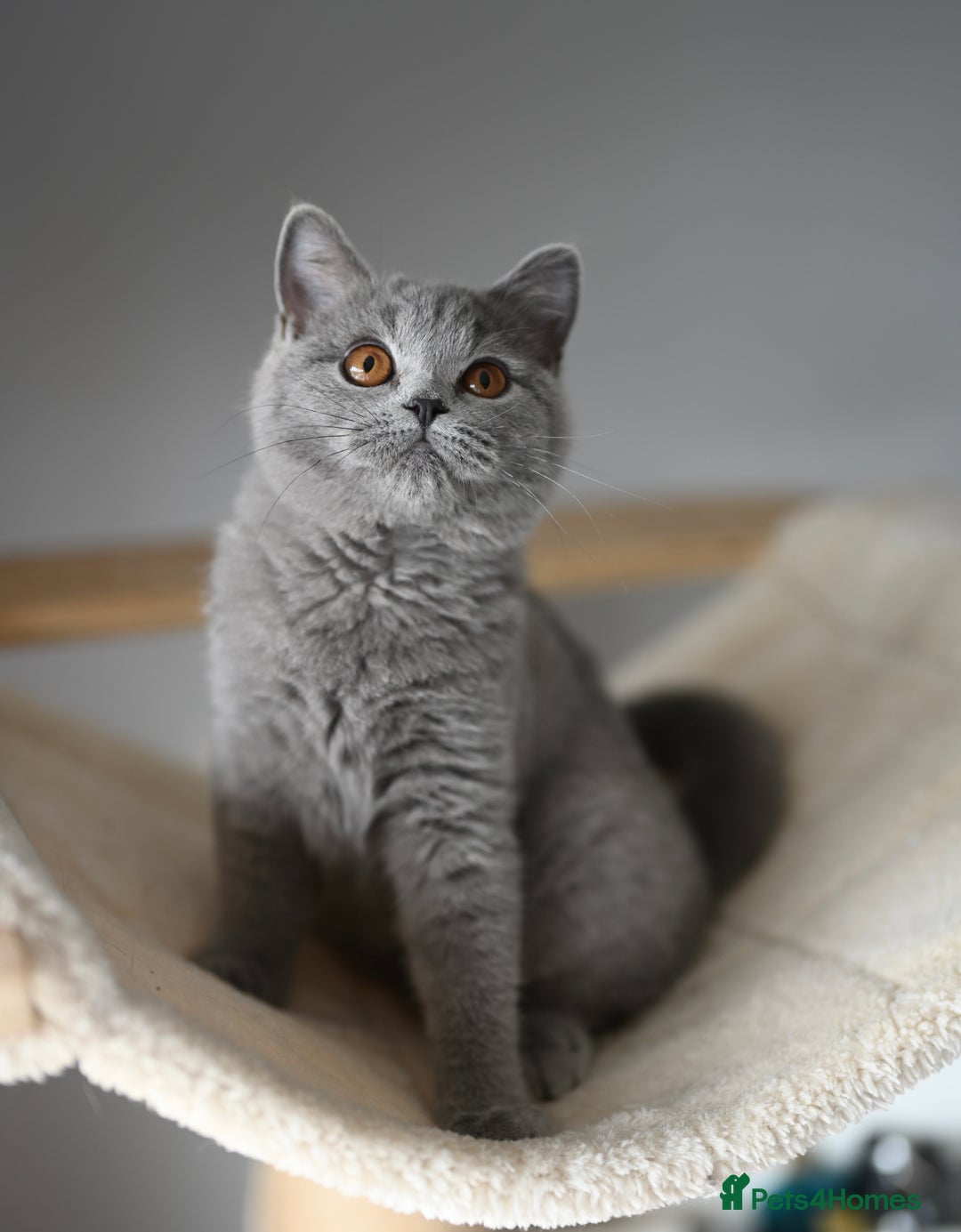 British Shorthair cats for sale: GCCF reg kittens looking for loving homes  - Image 6