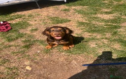 Cocker Spaniel dogs for stud: 🐾 Proven Stud - Healthy Working Cocker Spaniel 🐾 - Image 13