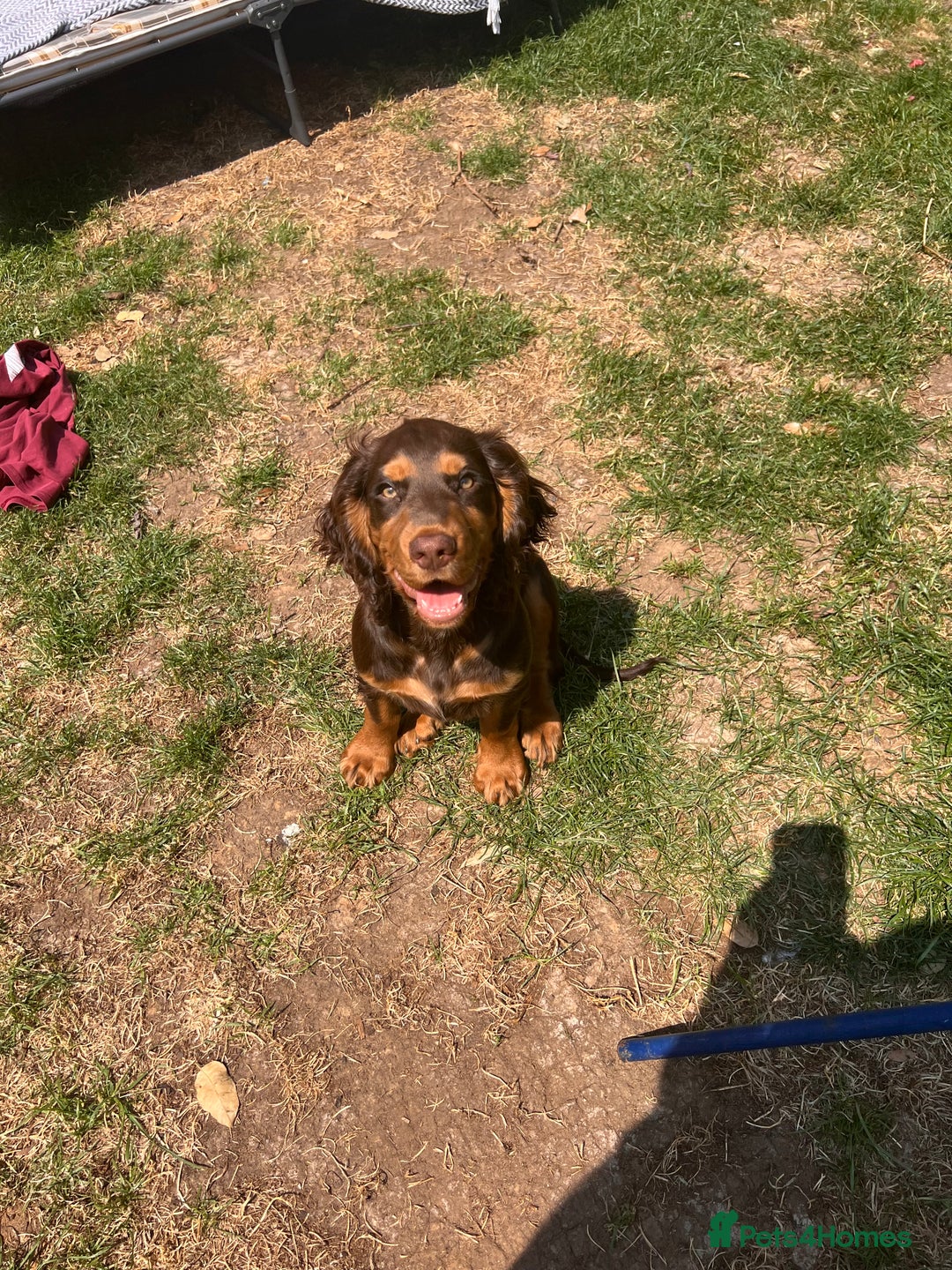 Cocker Spaniel dogs for stud: 🐾 Proven Stud - Healthy Working Cocker Spaniel 🐾 - Image 13