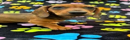Dachshund dogs for sale: Dachshund Puppies ready for their forever homes - Advert 3