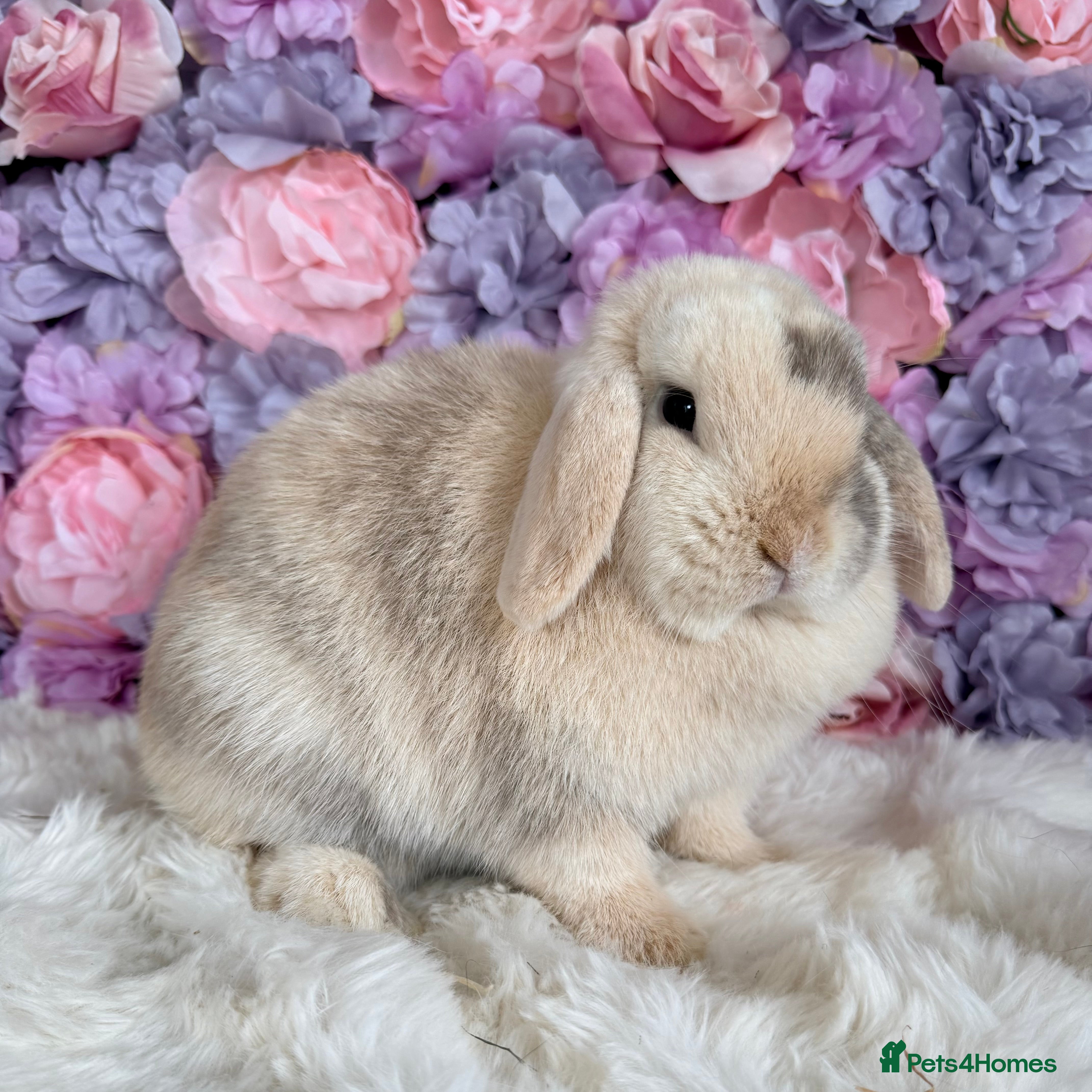 Mini Lop rabbits 🌸 Vaccinated Mini Lops - Adults & Babies 🌸 xxx - Advert 9
