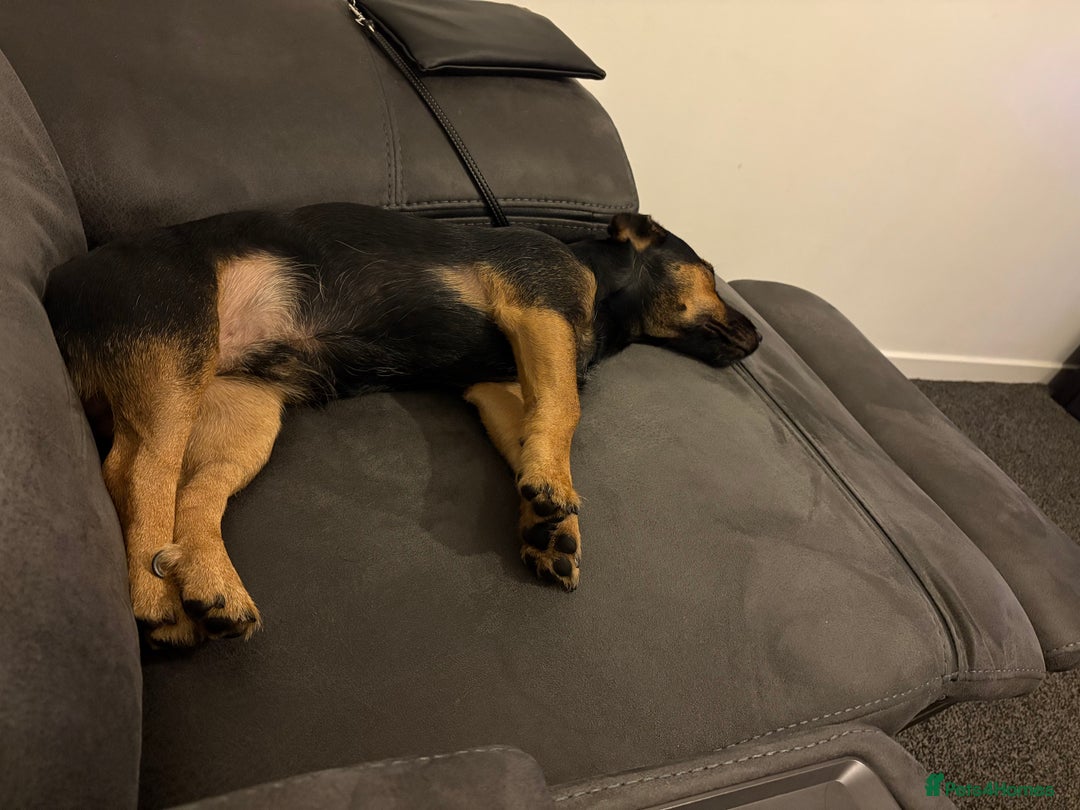 Mixed Breed dogs for sale: Male Patterdale x - Advert 3