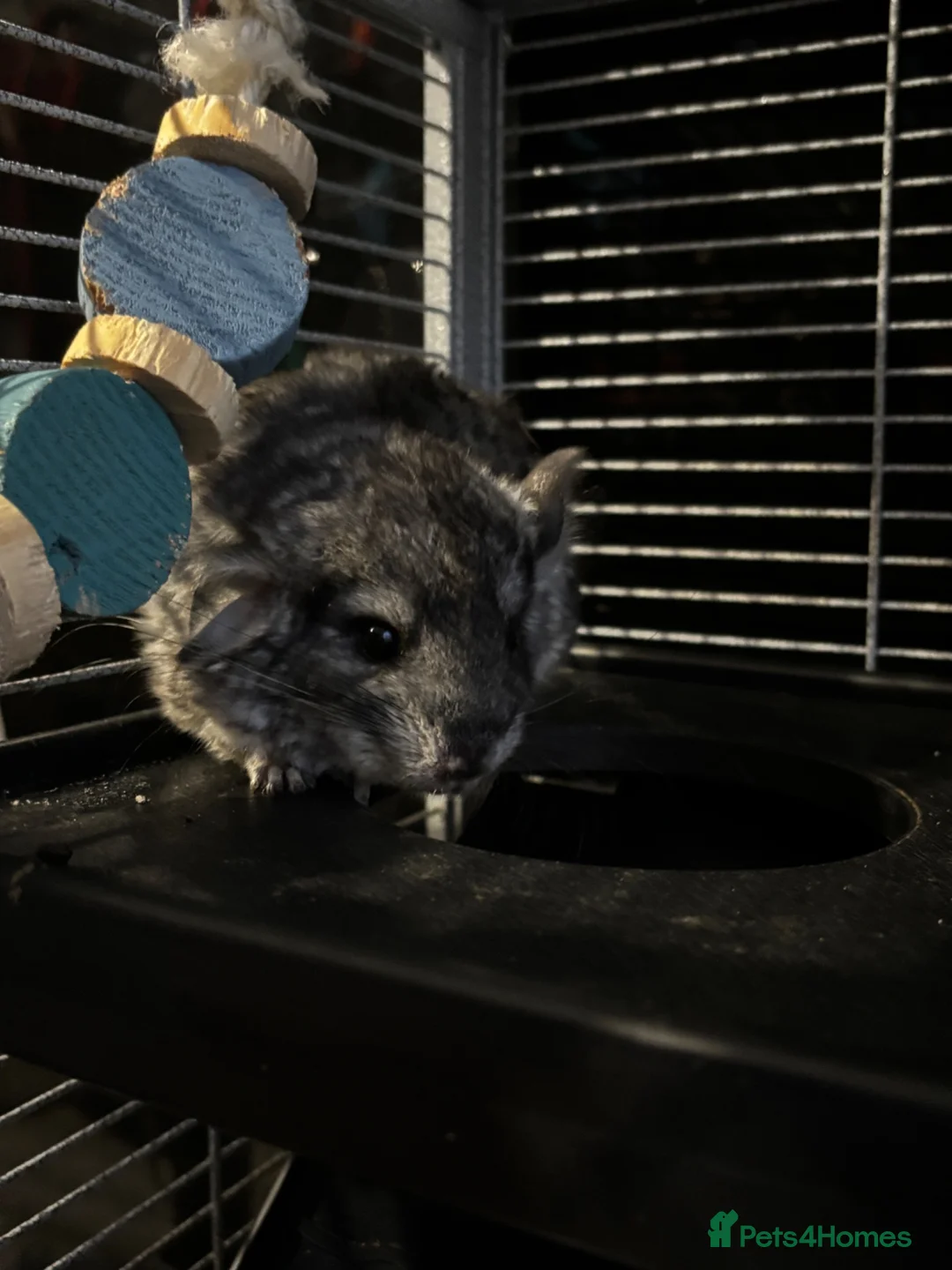 Chinchilla rodents for sale: Beautiful chinchillas for sale  in Bangor - Advert 6