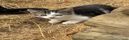 Mixed Breed cats for sale: Stunning farm kittens for sale - Advert 4