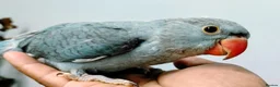 Parrots birds for sale: Indian ring neck parrot  in London - Advert 3