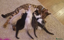 Bengal cats for sale: 4 bengal cross tabby kittens  - Image 5