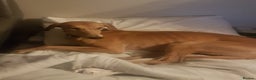 Mixed Breed dogs for sale: Saluki greyhound male  - Advert 7