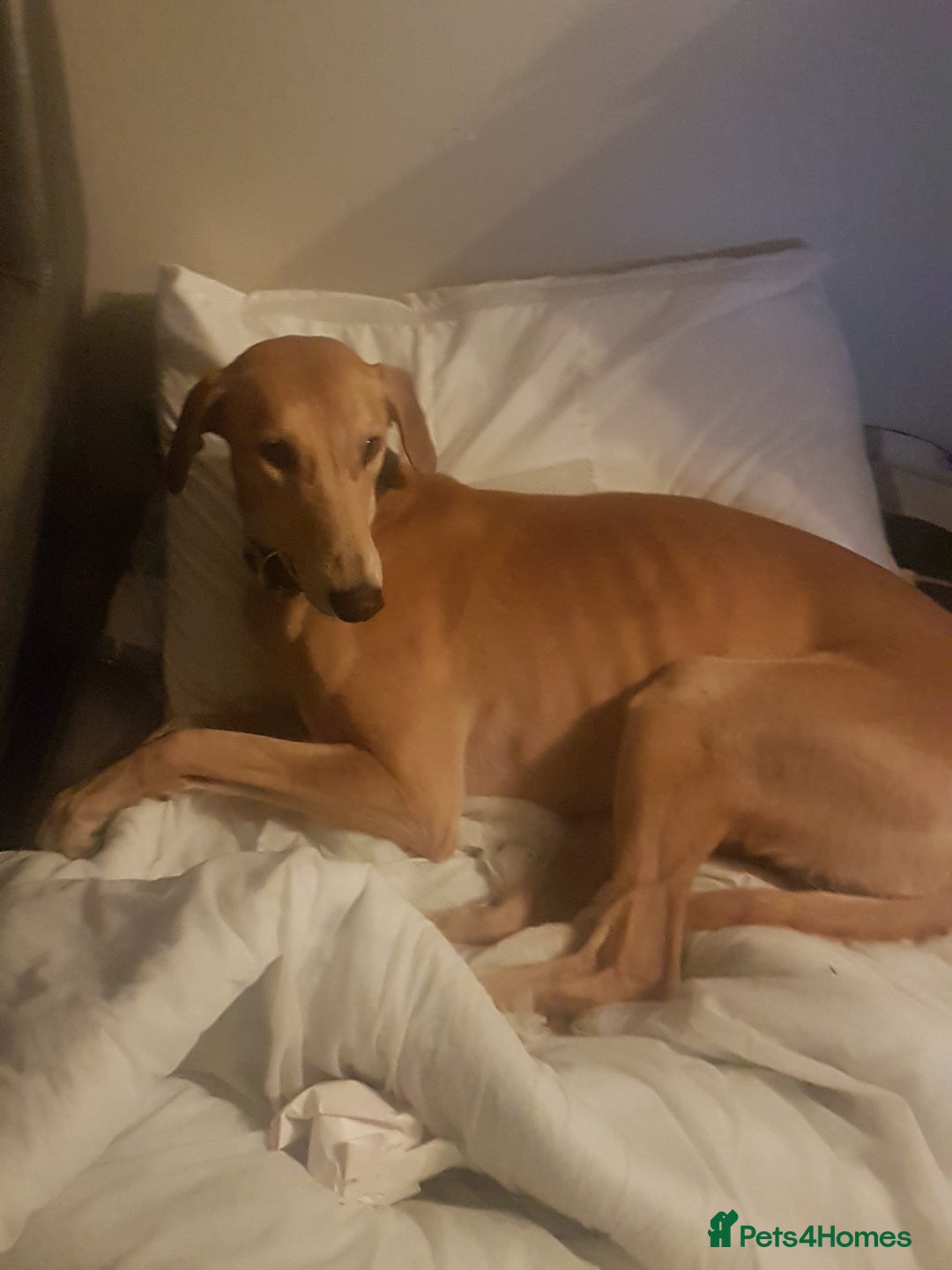 Mixed Breed dogs for sale: Saluki greyhound male  - Advert 7