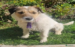 Mixed Breed dogs for adoption: Zori - Badersfield Norfolk  - Image 10