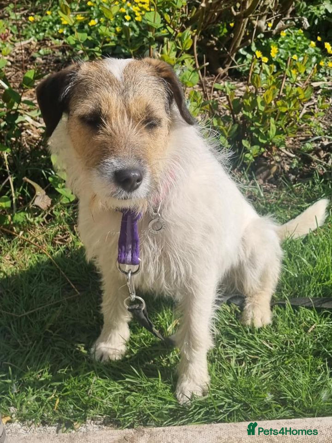 Mixed Breed dogs for adoption: Zori - Badersfield Norfolk  - Image 10