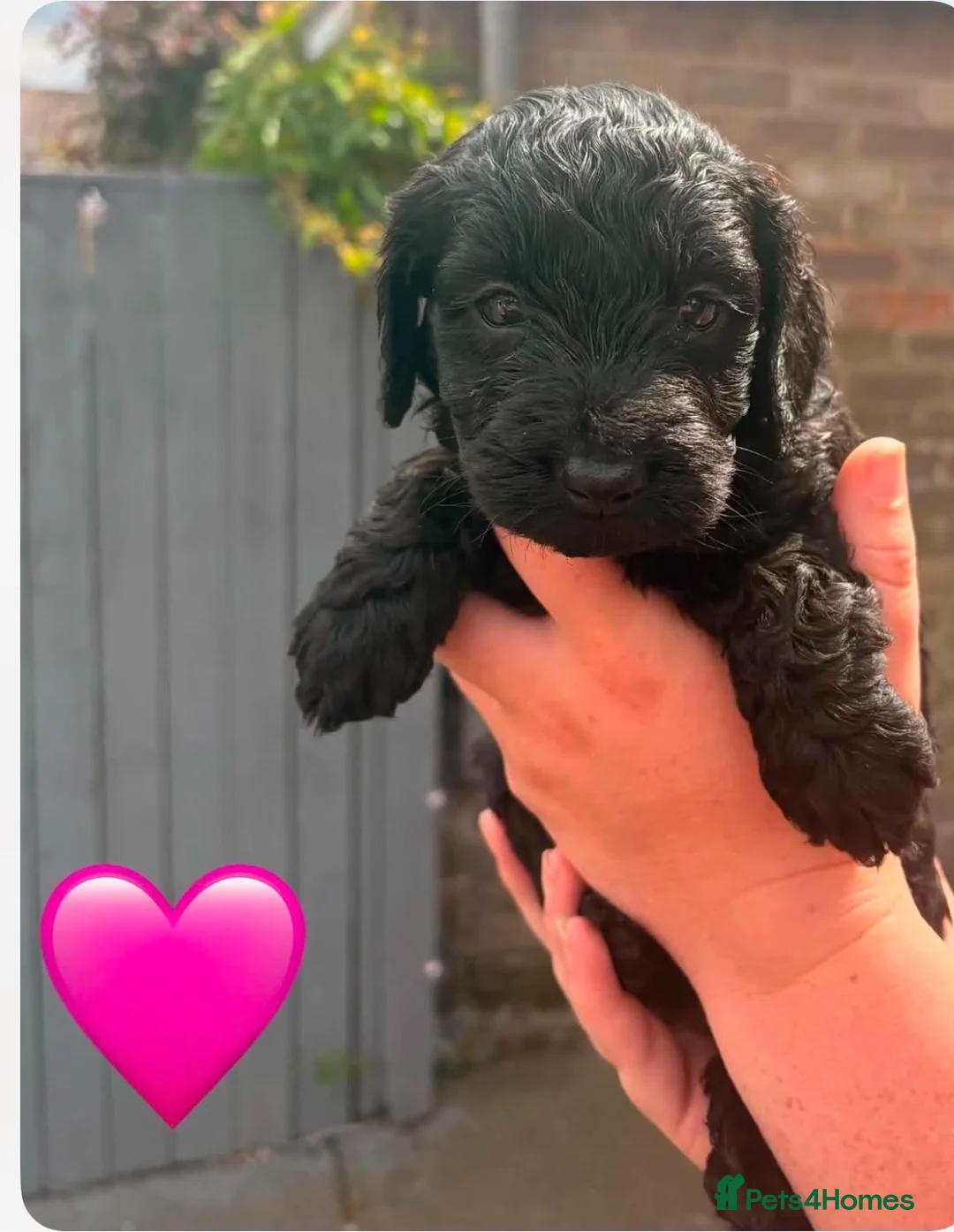Cockapoo dogs for sale: Cockapoo - Advert 2
