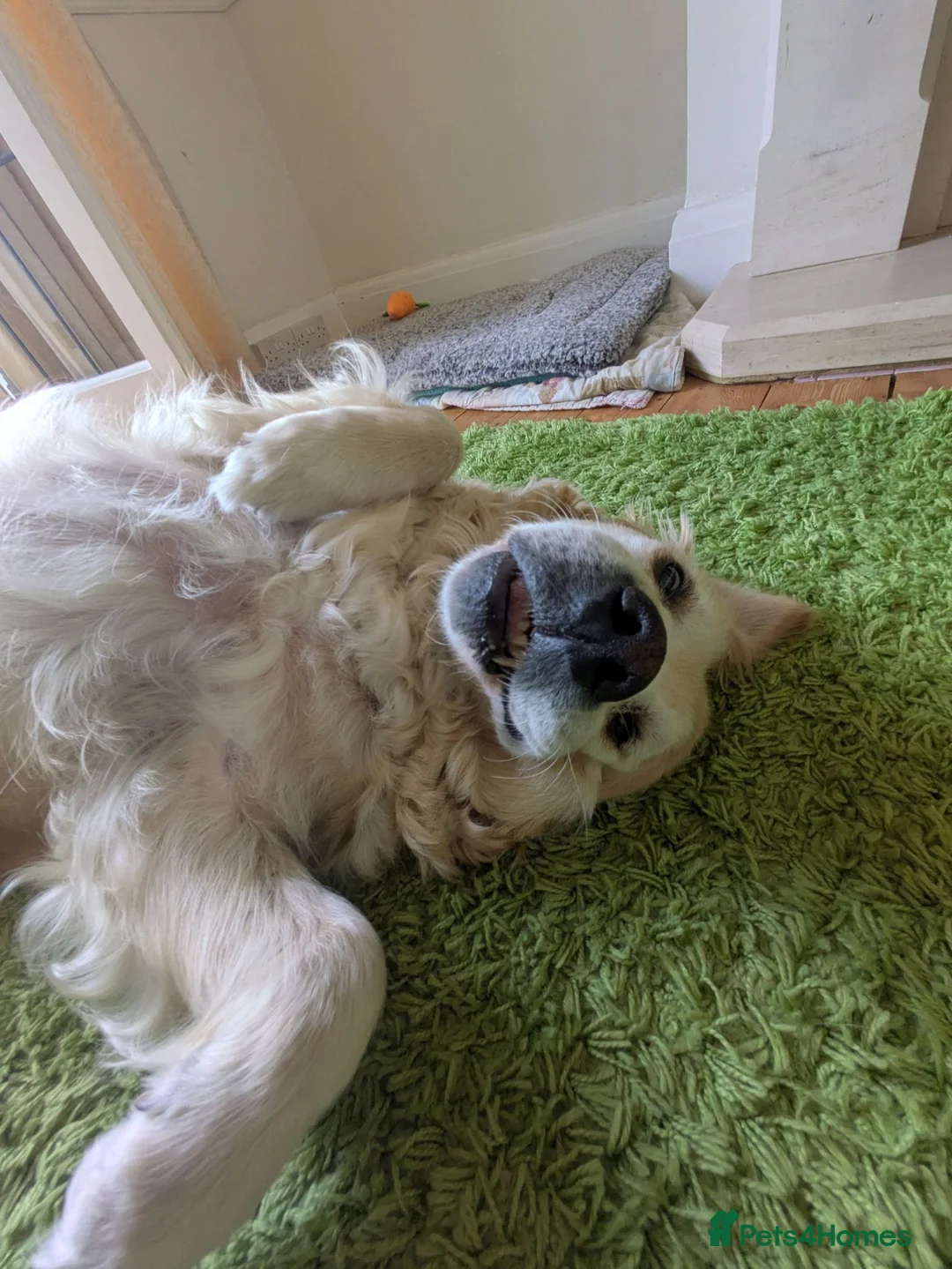 Golden Retriever dogs for sale: 8 Year old Golden Retriever  in Worthing - Advert 2