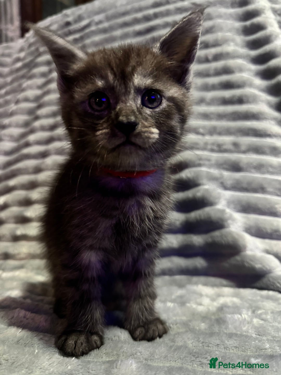 Mixed Breed cats for sale: British short hair cross maine coon  - Advert 5