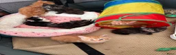 Mixed Breed cats for sale: Beautiful kittens - Advert 2