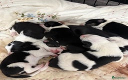 Border Collie dogs for sale: Border collie pups - Image 7