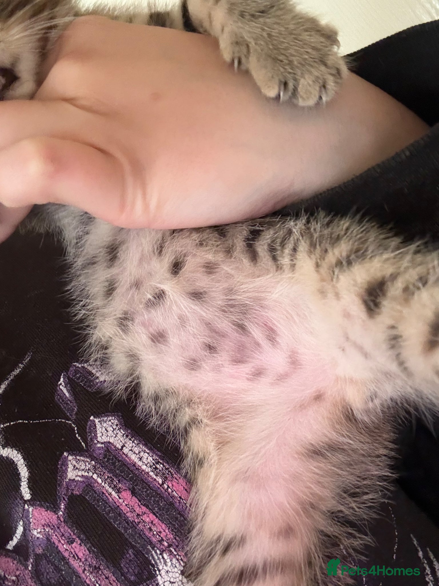 Bengal cats for sale: Cute Tabby/bengal kitty Looking for a Loving Home! - Advert 7