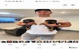 Rottweiler dogs for sale: Kc reg full German champion rottweiler puppies   - Image 5