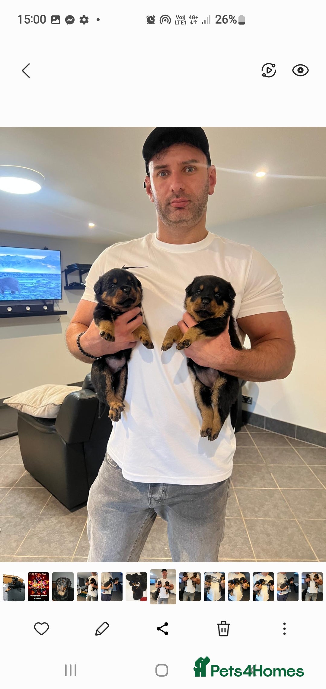 Rottweiler dogs for sale: Kc reg full German champion rottweiler puppies   - Image 5