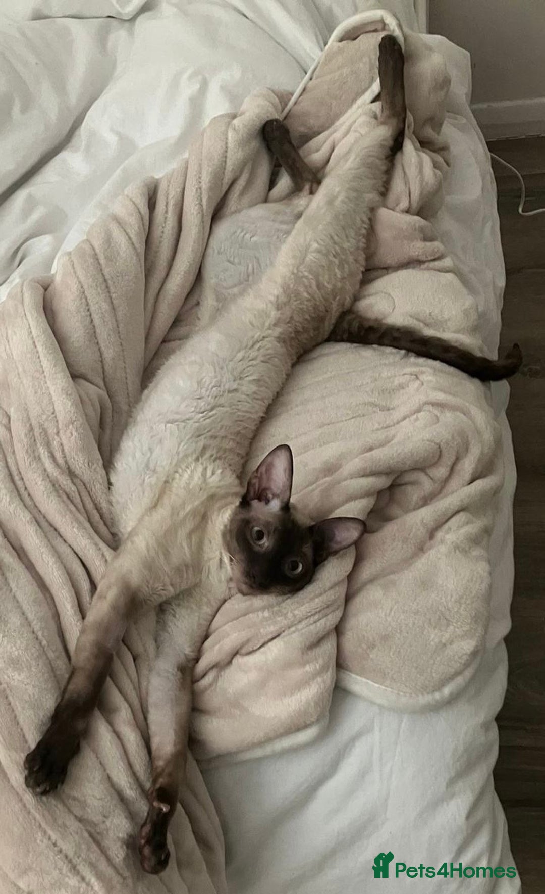 Cornish Rex cats for sale: Cornish Rex Chocolate Point Male 9 months £500 - Advert 11