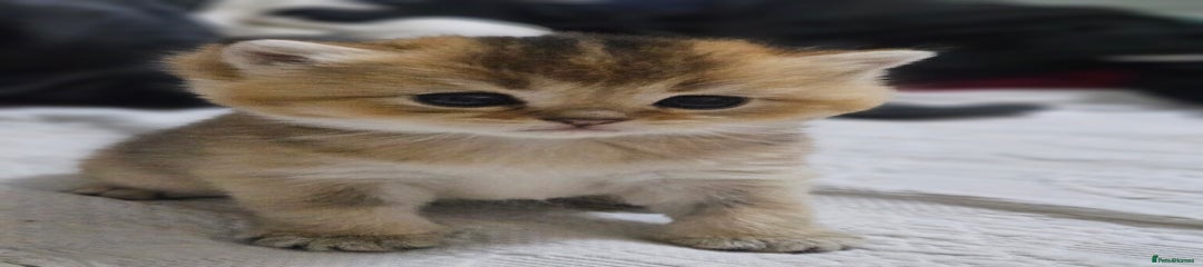Macha
