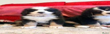 Bernese Mountain Dog Puppy 6