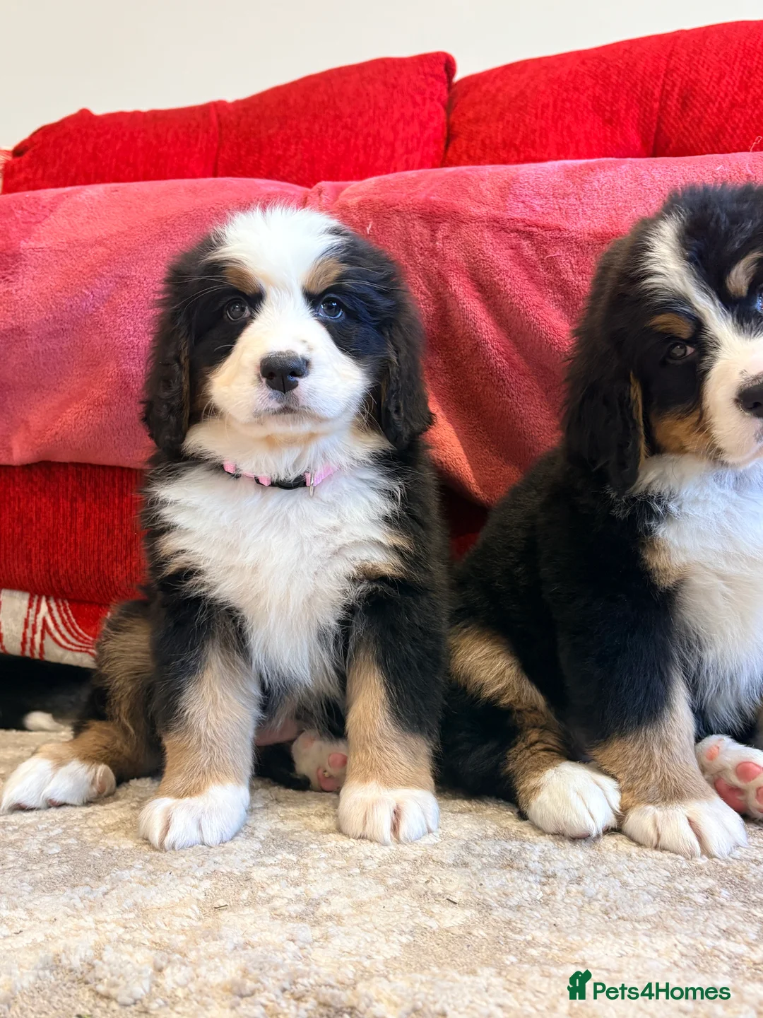 Bernese Mountain Dog dogs for sale: Bernese mountain puppies - Advert 2