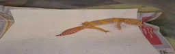Leopard Gecko reptiles for sale: Leopard Gecko - Advert 3