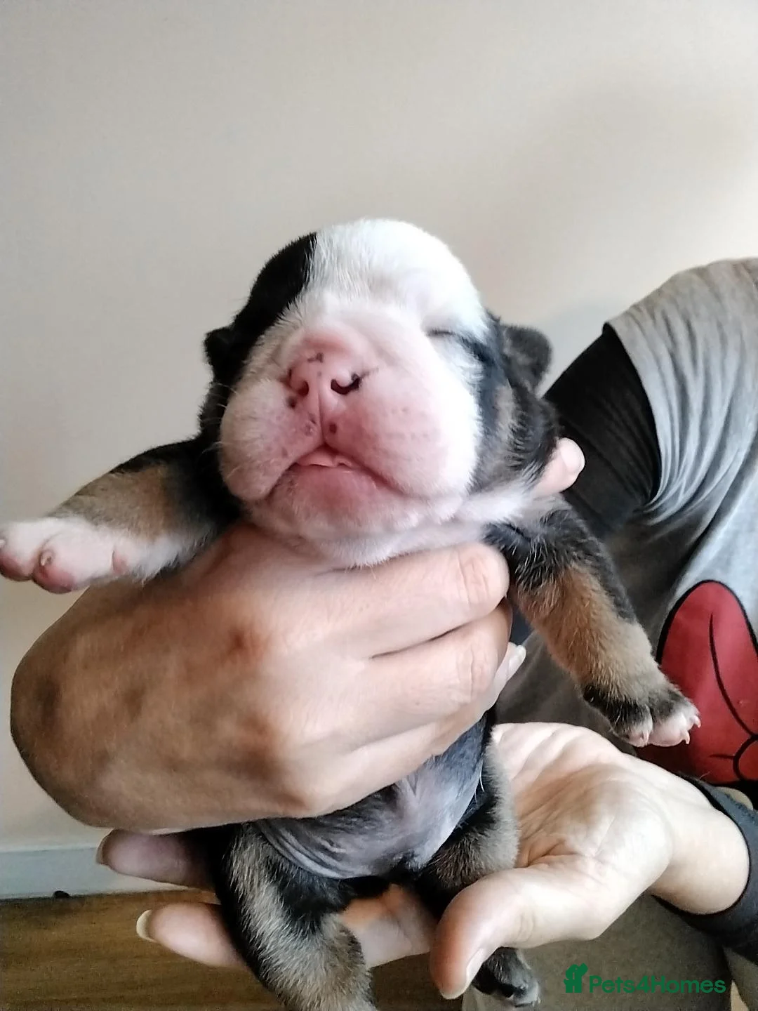 English Bulldog dogs for sale: Gorgeous English Buldog Puppies in Chipping Campden - Advert 1