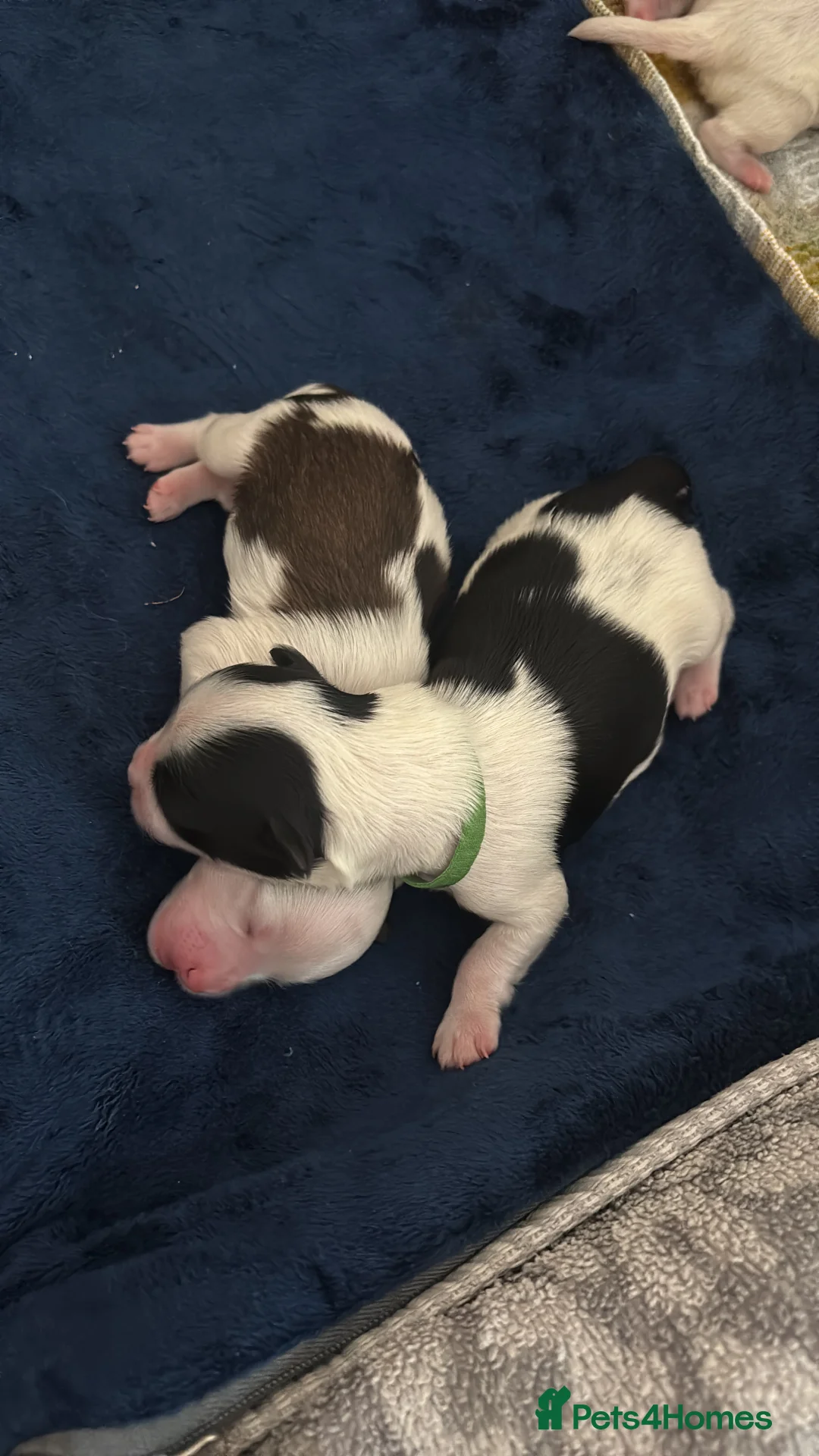 Mixed Breed dogs for sale: Malshipoo Puppy looking for his forever home - Advert 7