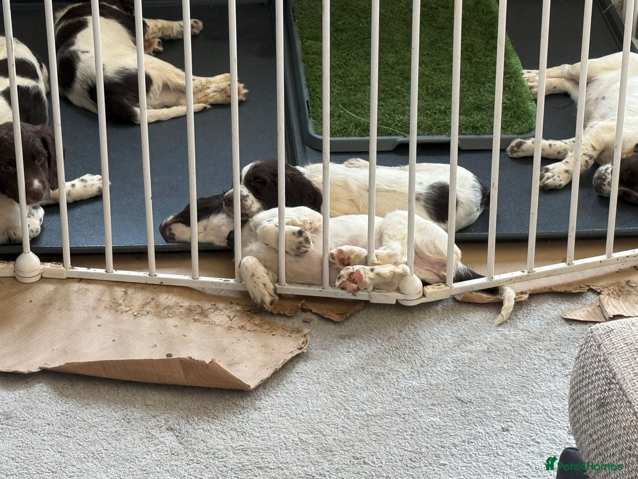 English Springer Spaniel dogs Last 2 4th Generation Liver and White ESS Puppies - Advert 1