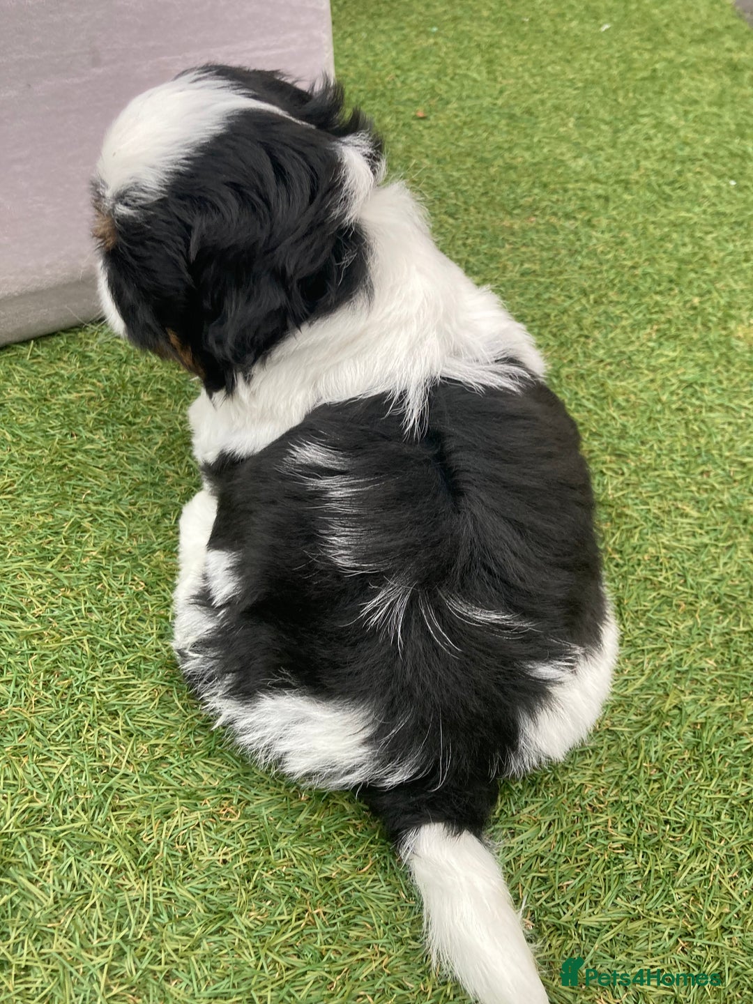 Shih Tzu dogs for sale: TOP KC reg Shih Tzu puppies - Image 14