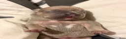 French Bulldog dogs for sale: French bulldog puppies  - Advert 18