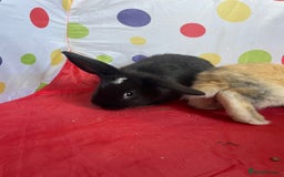 French Lop rabbits for sale: French lop mixed baby rabbits ready to go - Image 21
