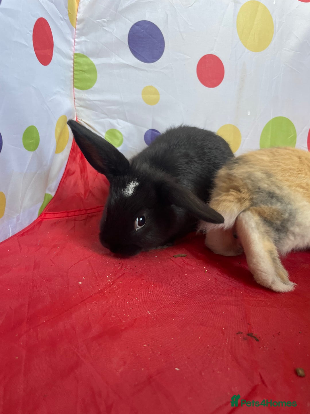 French Lop rabbits for sale: French lop mixed baby rabbits ready to go - Image 21