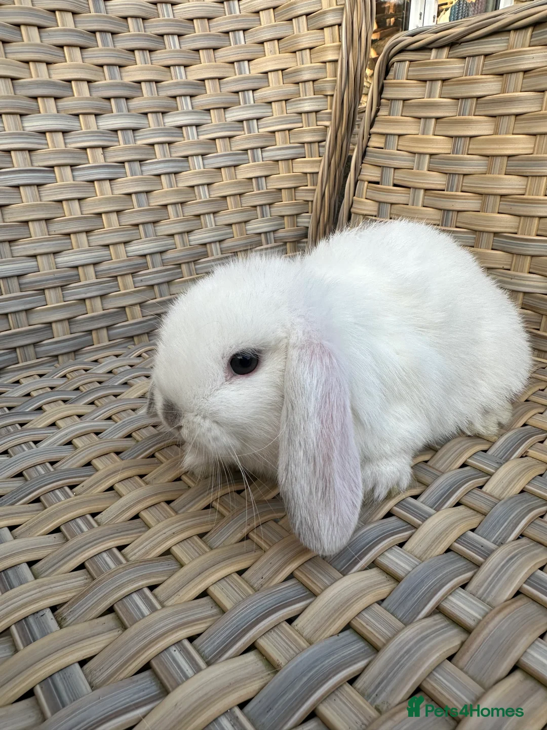 Mini Lop rabbits for sale: 1 left. Lovely mini lop babies ready now. - Advert 5