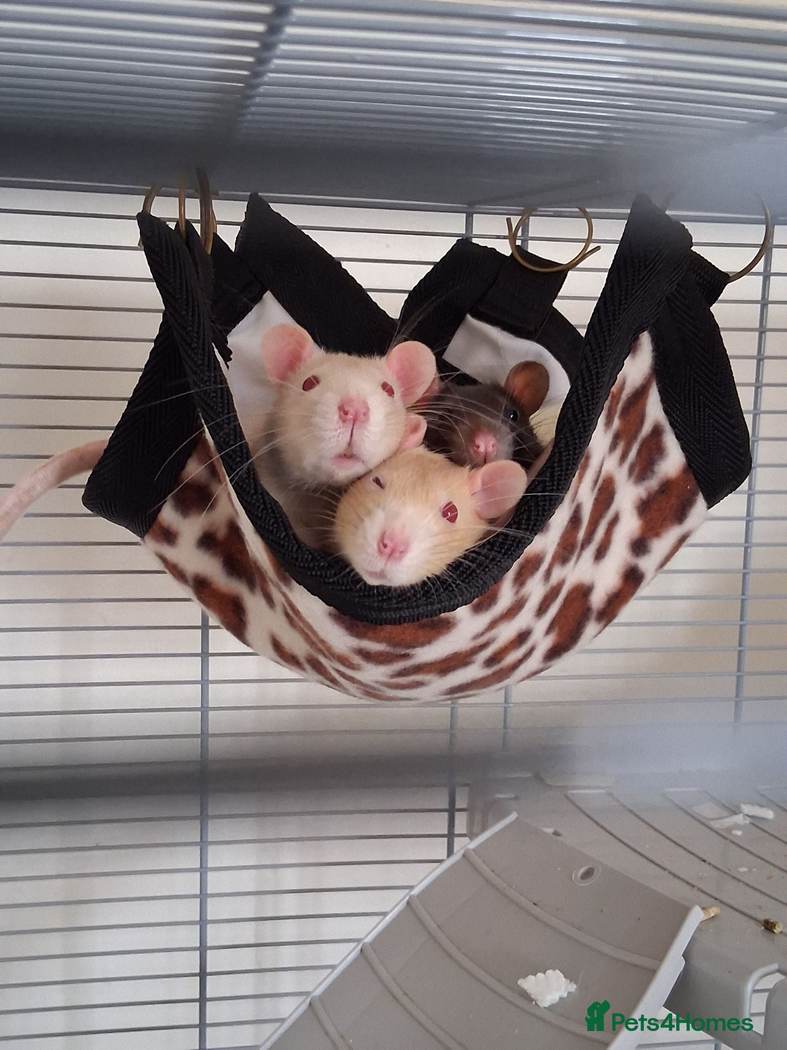 Rat rodents 4 pet rats and cage  - Advert 17
