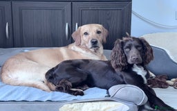 Sprocker dogs for stud: Stunning Cocker Spaniel Cross for Stud  - Image 15