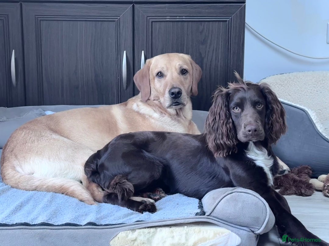 Sprocker dogs for stud: Stunning Cocker Spaniel Cross for Stud  - Image 15