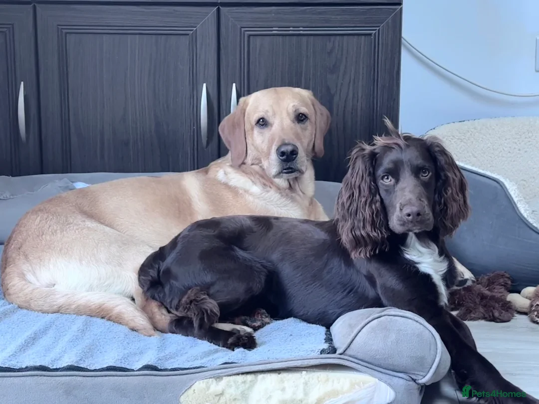 Sprocker dogs for stud: Stunning Cocker Spaniel X available for Stud  - Advert 14