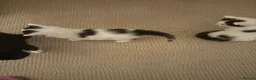 Mixed Breed cats for sale: 2 kittens left  - Advert 13