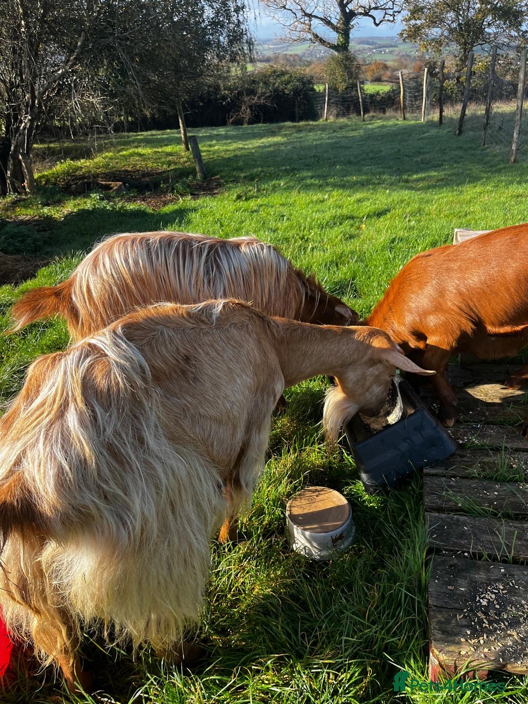 Goats livestock for sale: Family of Golden Guernsey goats - Advert 8