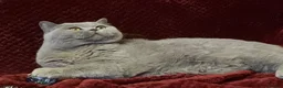 British Shorthair cats for sale: 🏆 Beautiful GCCF BSH Grace Retired Queen (Blue)🐈 - Advert 8