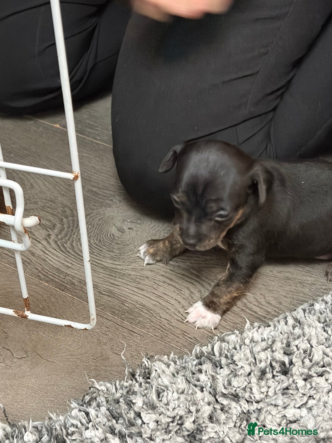 Mixed Breed dogs for sale: jackhuahua Pups - Image 7