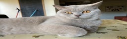 British Shorthair cats for sale: Lilac British short hair male - Advert 6