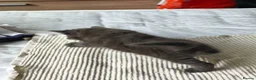 Maine Coon cats for sale: Half Maincoon kittens. Mother is 100% Maincoon  - Advert 22