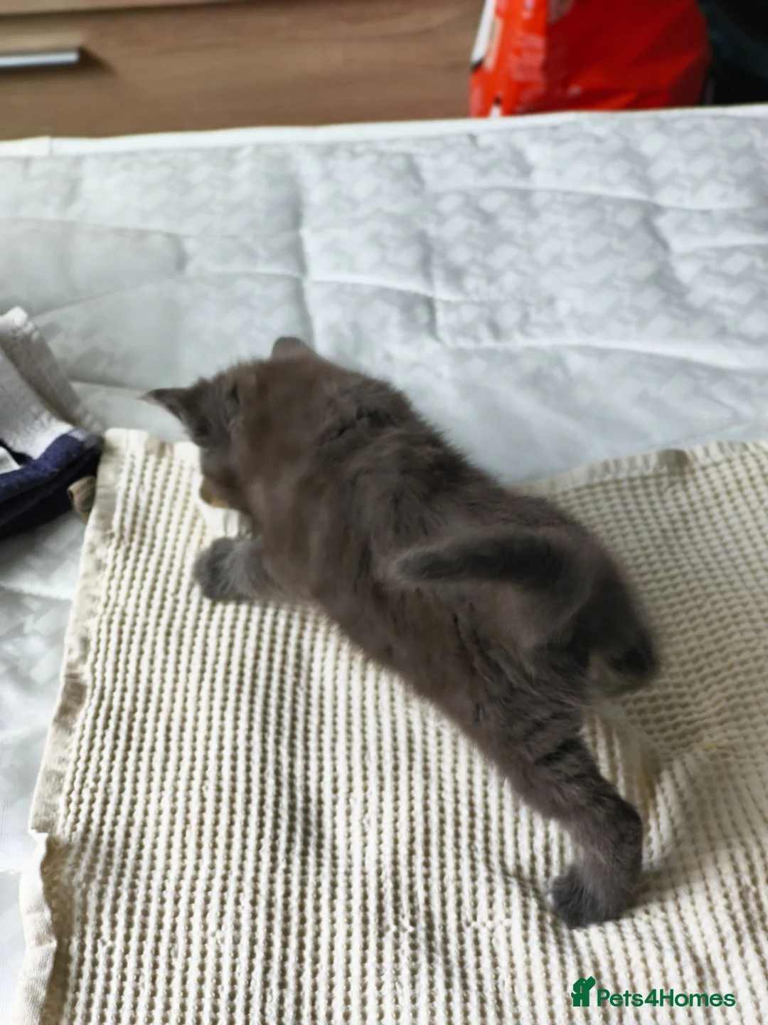 Maine Coon cats for sale: Half Maincoon kittens. Mother is 100% Maincoon  - Advert 22