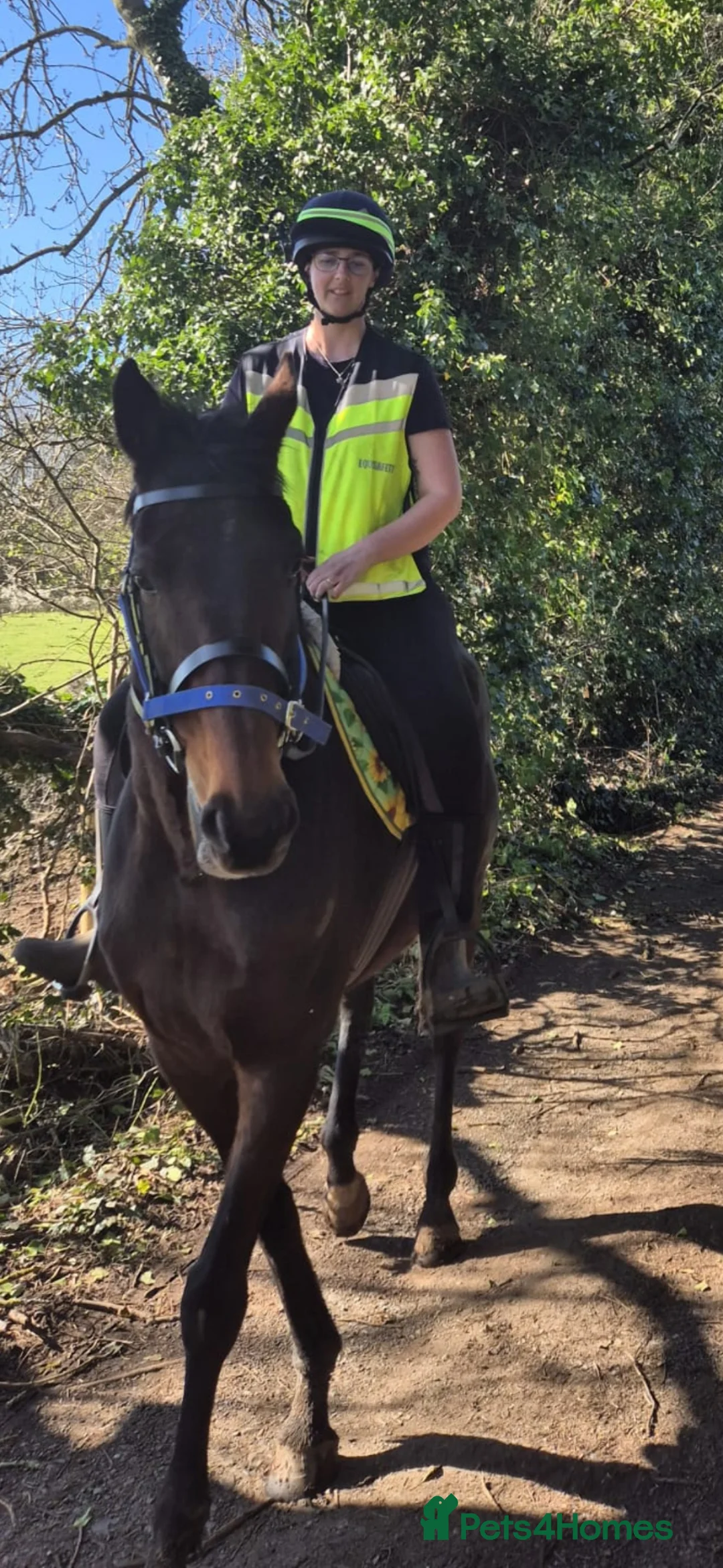 Irish Thoroughbred horses for sale: 16.1hh Stunning mare in Coventry - Advert 2