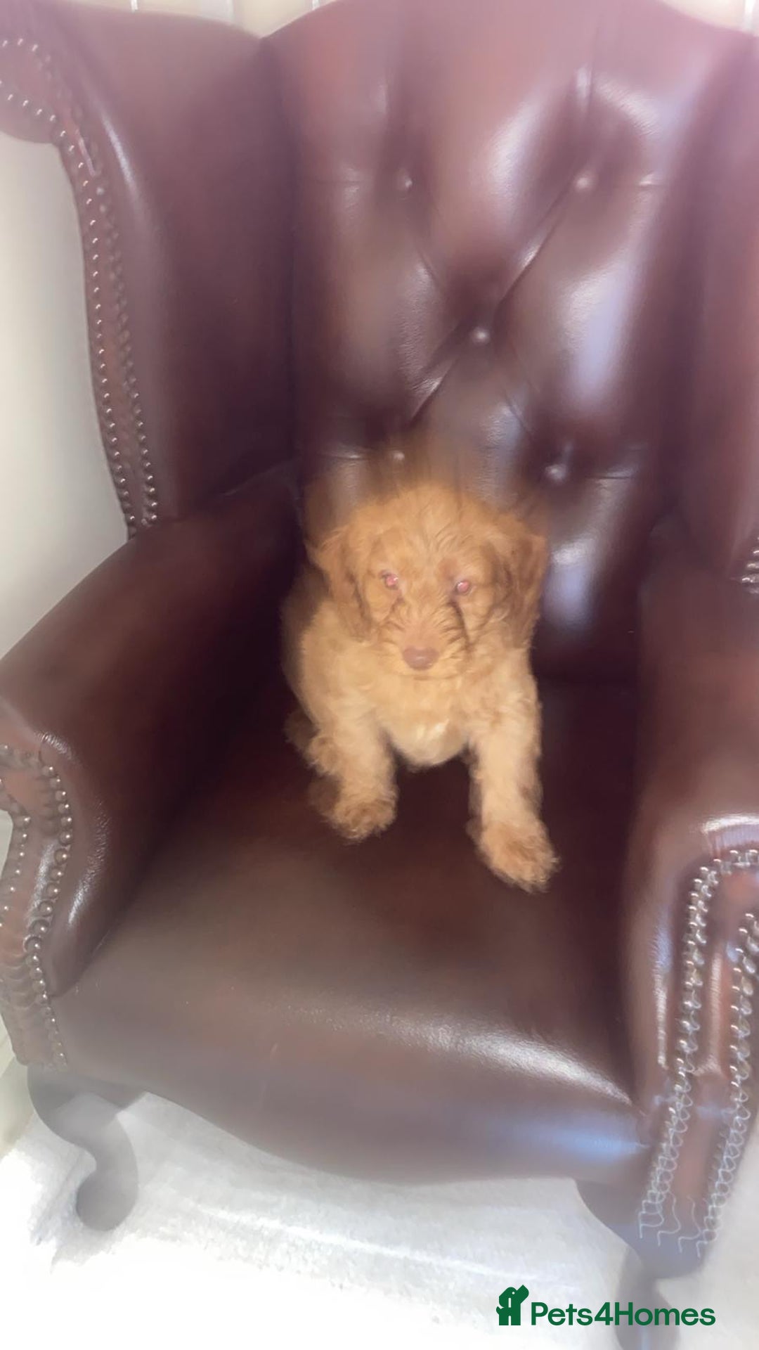 Cockapoo dogs for sale: Ready to leave cockerpoos  - Advert 3